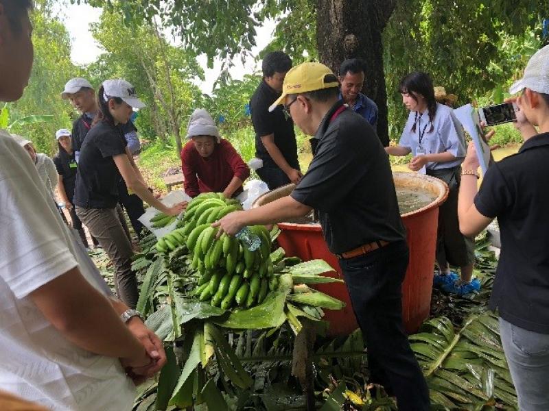 バナナ農園での農業体験